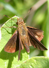 Mulberry Wing